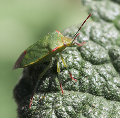 Thyanta pallidovirens
