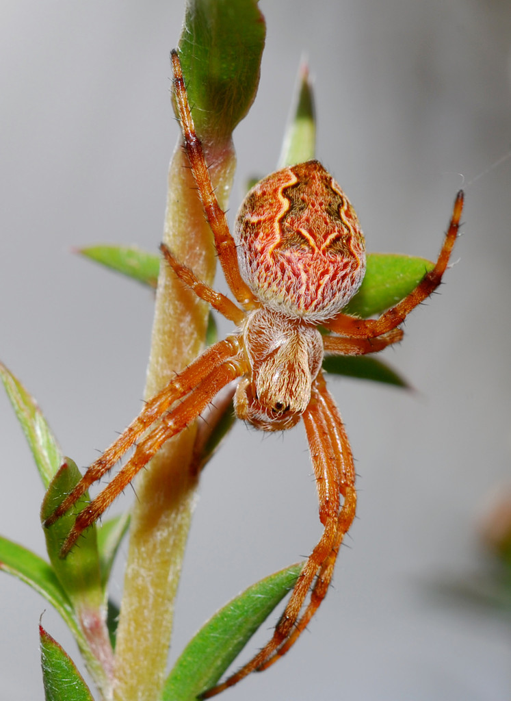 Sooty Orbweaver