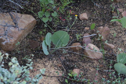 Othonna petiolaris