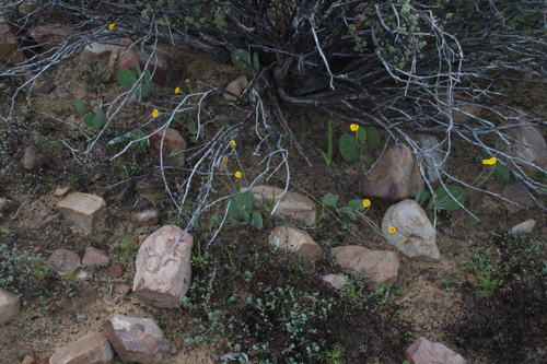 Othonna petiolaris