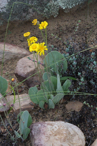 Othonna petiolaris