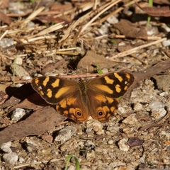 Heteronympha banksii