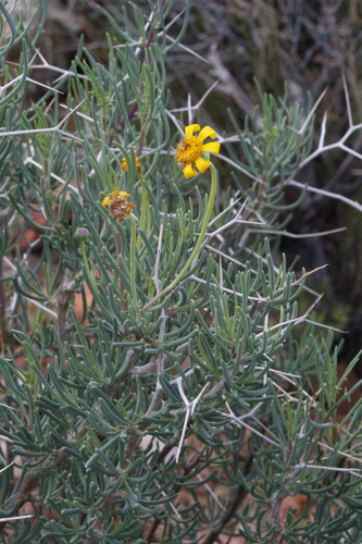 Othonna spinescens
