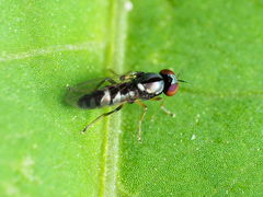 Bertamyia notata