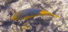 Bodianus rufus