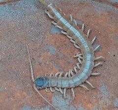Scolopendra aztecorum