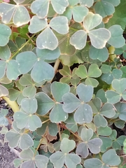Oxalis tuberosa