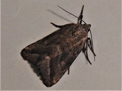 Phyllophila obliterata