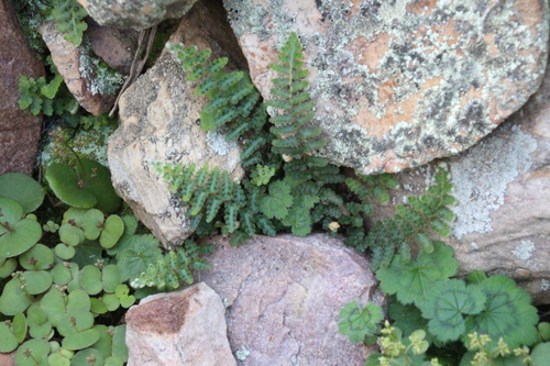 Asplenium cordatum (Asplenium cordatum)