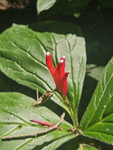 Spigelia splendens