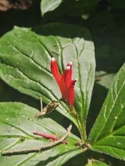 Spigelia splendens