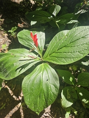 Spigelia splendens, photograph (c) Francisco Emilio Roldán Velasco, some rights reserved (CC BY)