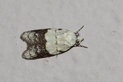Tracholena sulfurosa