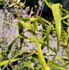 Muehlenbeckia platyclada