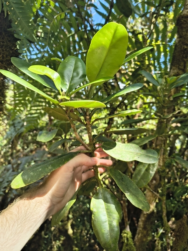 Melicope clusiifolia observed 2026-07-18