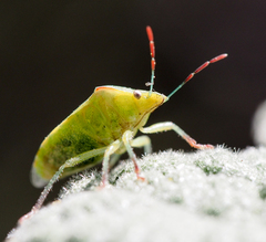 Thyanta pallidovirens