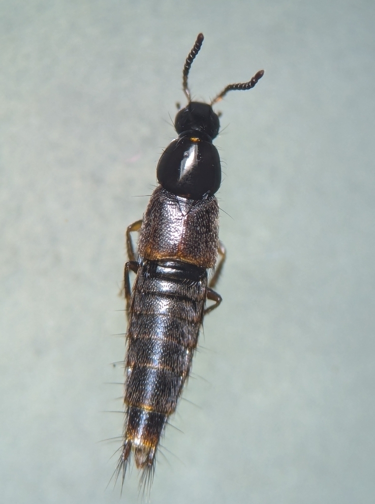 Heterothops cognatus