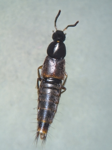 Heterothops cognatus