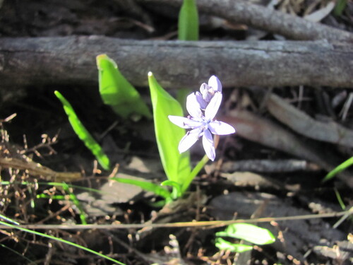 Scilla monophyllos