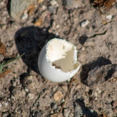 Campylorhynchus brunneicapillus