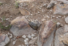 Kinosternon hirtipes