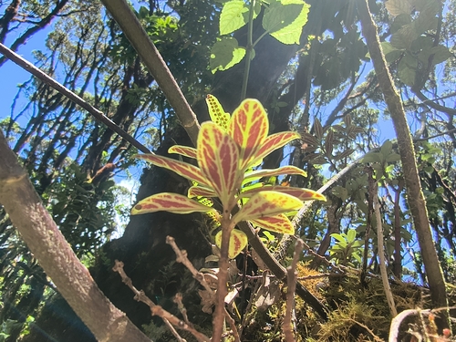 Peperomia hesperomannii observed 2026-07-18