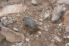 Kinosternon hirtipes