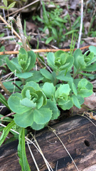 Hylotelephium telephium