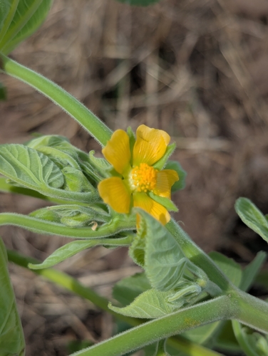 velvetleaf