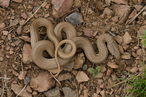 Photo of a Dotted Dwarf Snake (Eirenis punctatolineatus)
