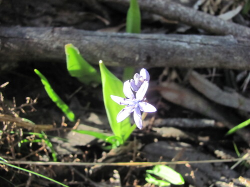 Scilla monophyllos