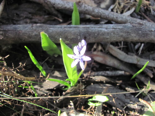 Scilla monophyllos