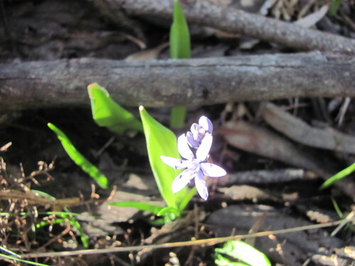 Scilla monophyllos