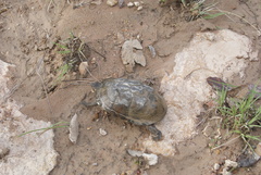 Kinosternon hirtipes