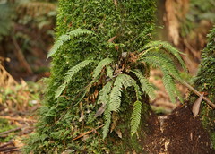 Blechnum chambersii