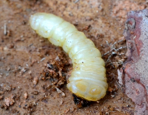 Black Pine Sawyer Beetle
