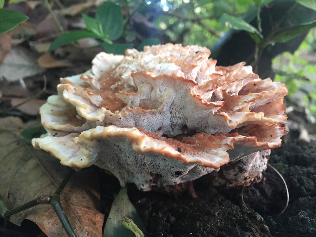 Abortiporus biennis · June 2019 · photo: © calderonfrancoluis (iNaturalist, cc-by-sa)