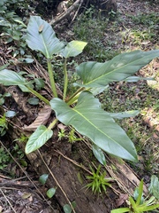 Philodendron melinonii, photograph (c) B. Phalan, some rights reserved (CC BY)