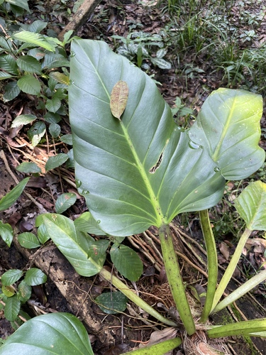 Philodendron melinonii, photograph 1