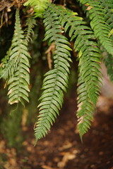 Blechnum chambersii