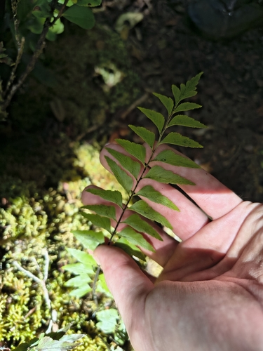 Asplenium contiguum, 2026-07-18