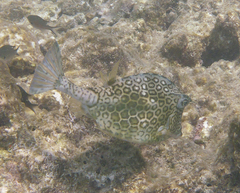 Acanthostracion polygonium