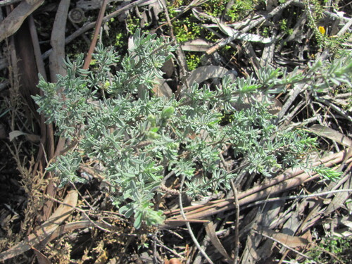 Lavandula stoechas