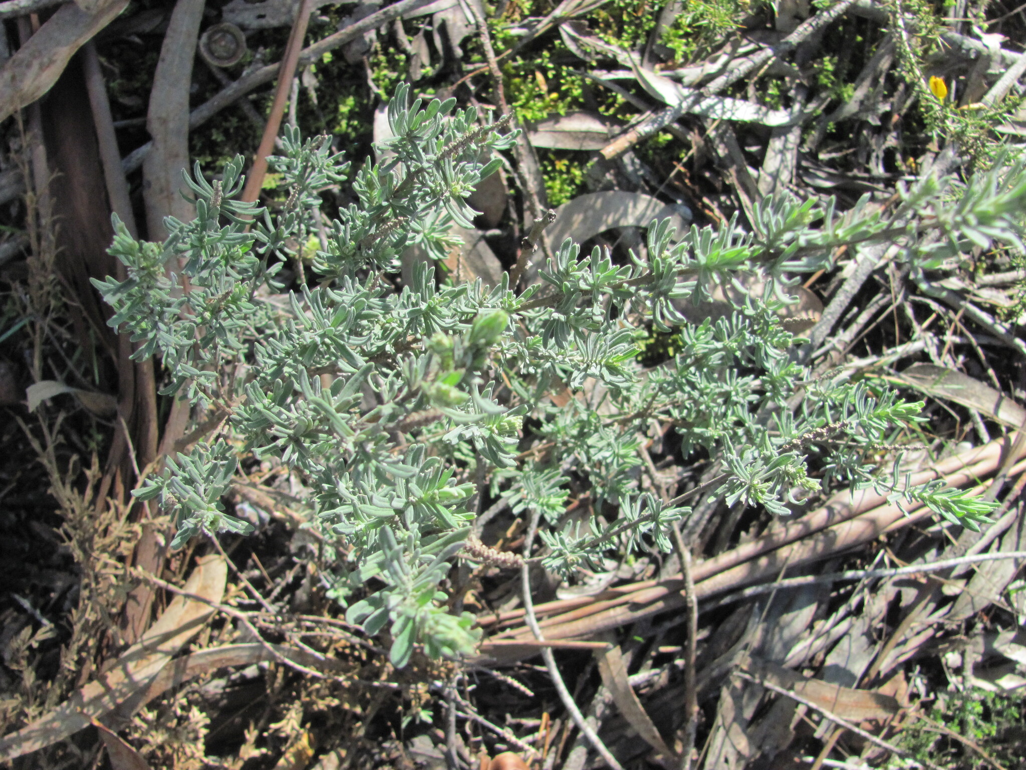 Imagem de Lavanda