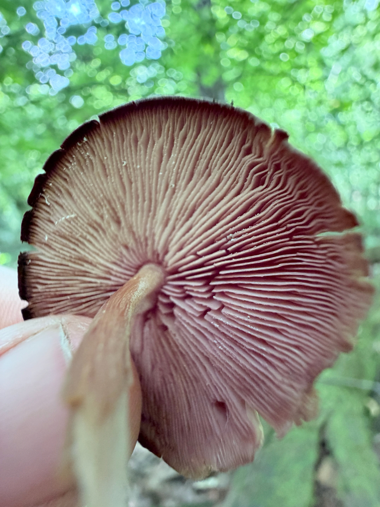 Purple-edged Lute · July 2026 · photo: Photo: (c) Erica Tava Johnson, some rights reserved (CC BY) · iNaturalist