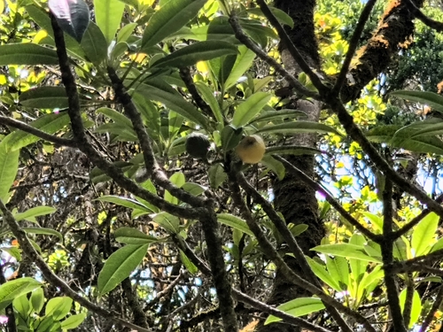Clermontia fauriei observed 2026-07-18