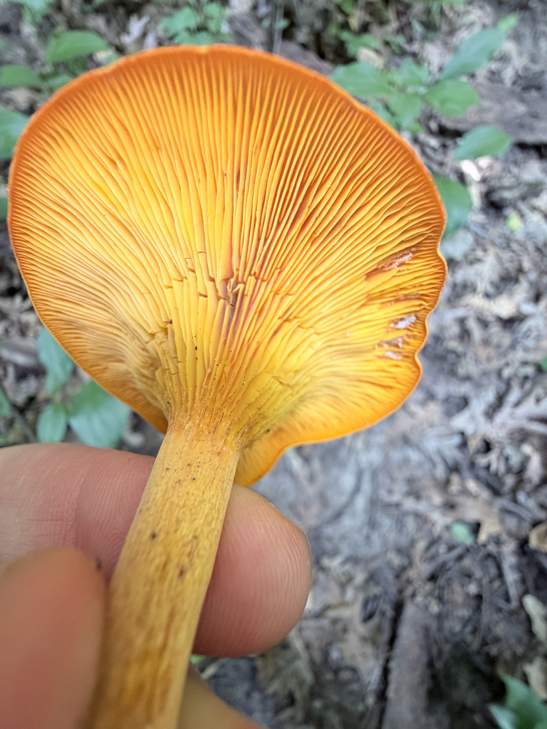 Eastern American jack-o'-lantern · July 2026 · photo: Photo: (c) Erica Tava Johnson, some rights reserved (CC BY) · iNaturalist