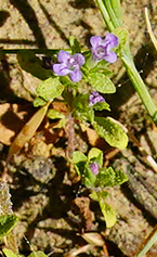 Pogogyne serpylloides