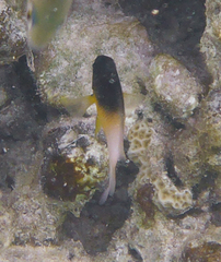 Stegastes partitus