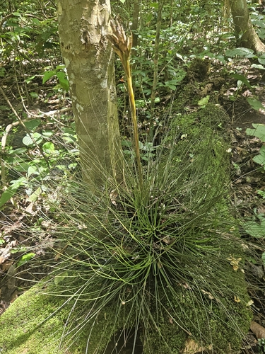 Tillandsia juncea, photograph 1